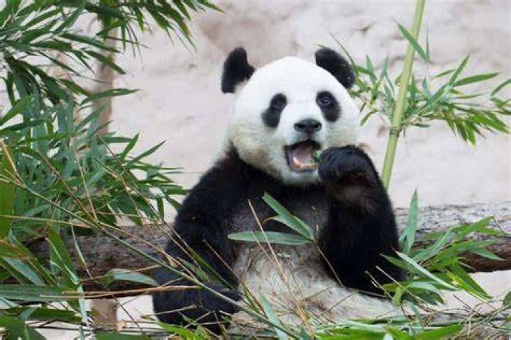 what is a group of panda bears called