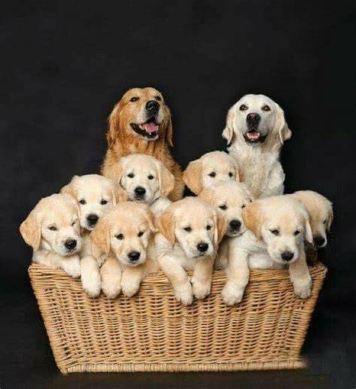what is a group of puppies called