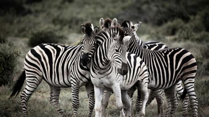 what is a large group of zebras called