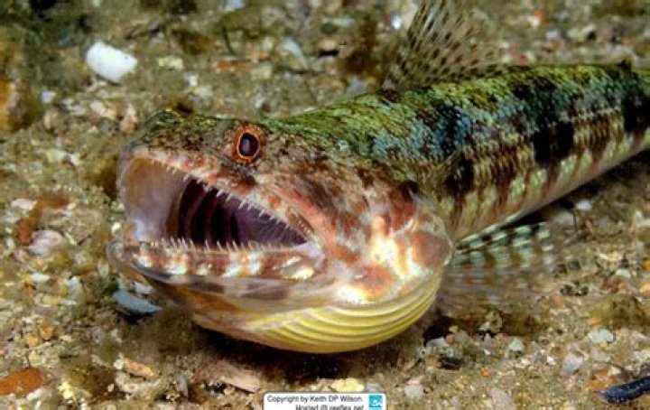 what is a lizard fish