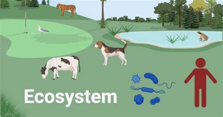 what is a local ecosystem