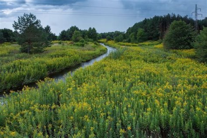 what is a non native plant