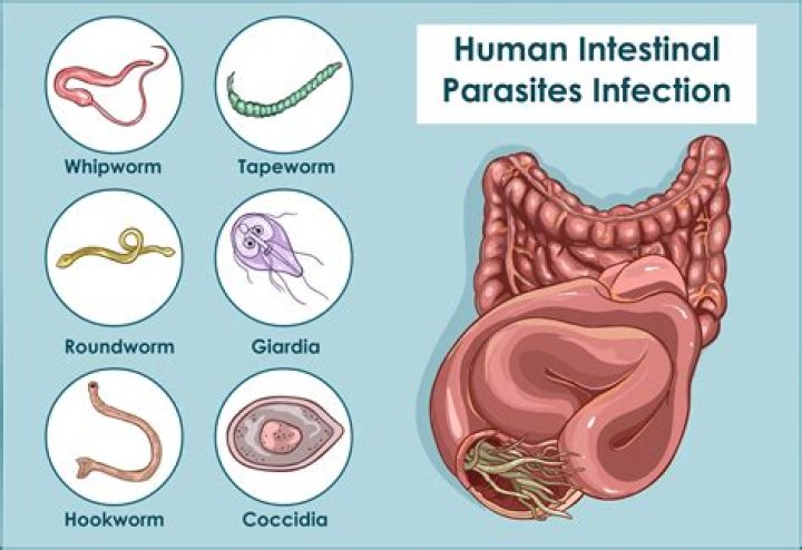 what is a parasitic cone