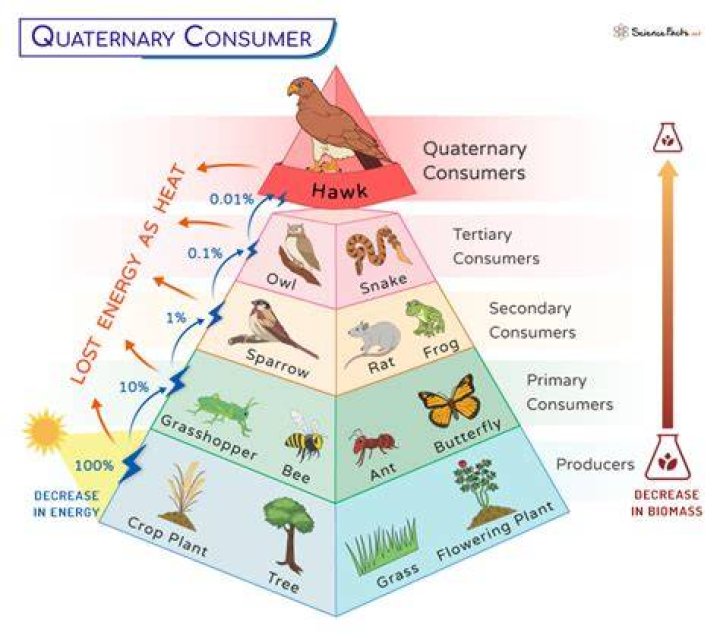 what is a quaternary consumer