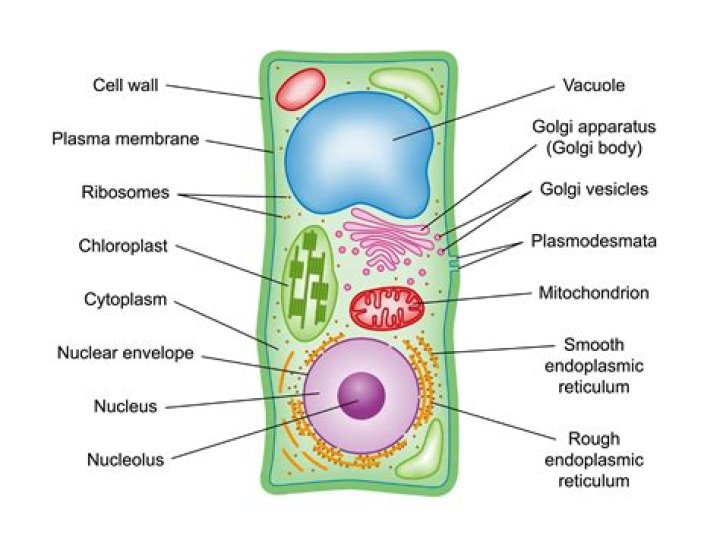 what is a reproductive cell called