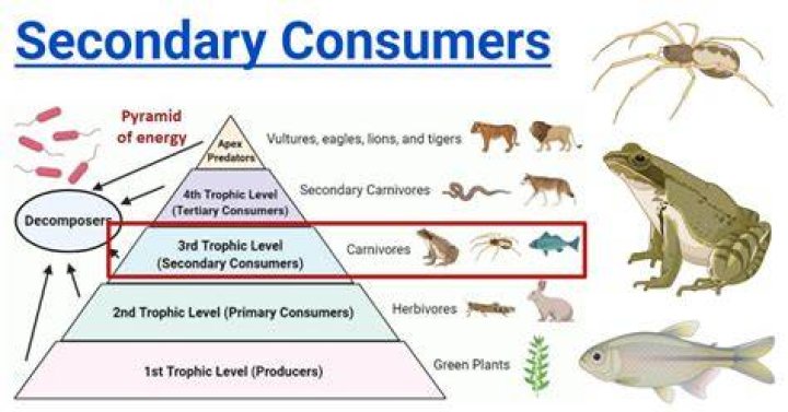 what is a secondary consumer