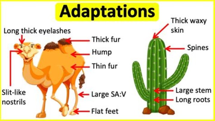 what is a structural adaptation