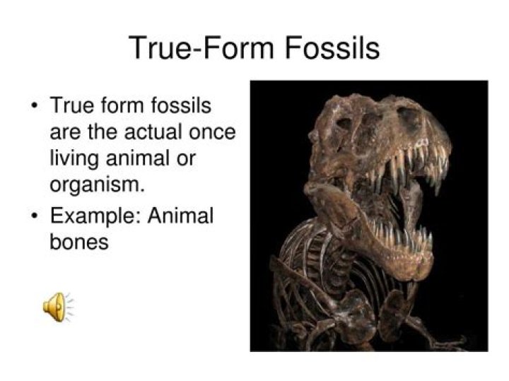 what is a true form fossil