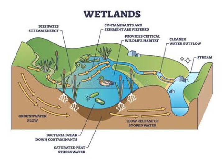 what is a wetland for kids