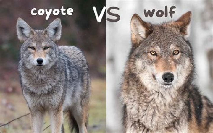 what is a wolf's home called