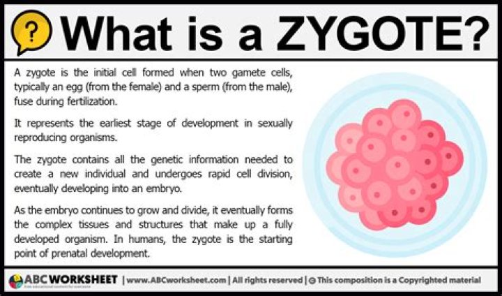 what is a zygote? how does the zygote form the organism?
