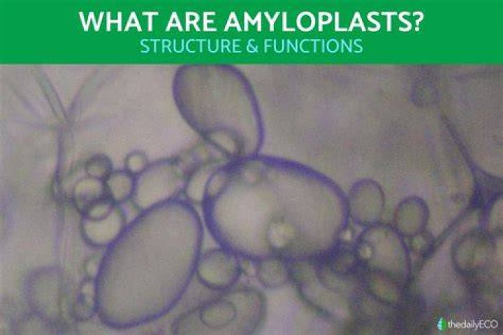what is amyloplast - Lisbd-net.com