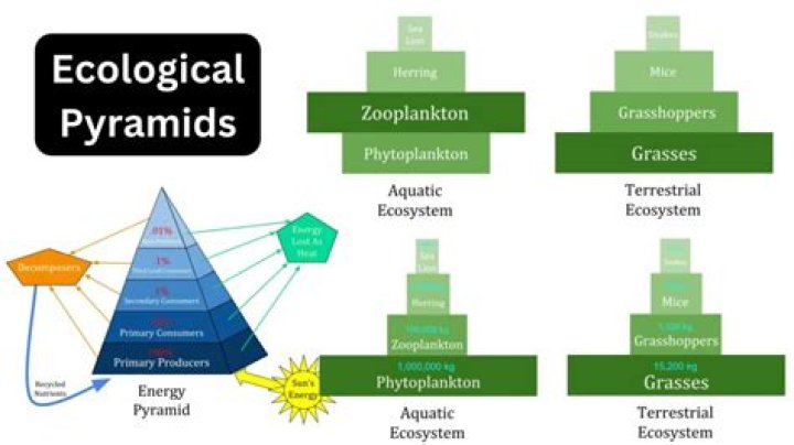 what is an ecological role