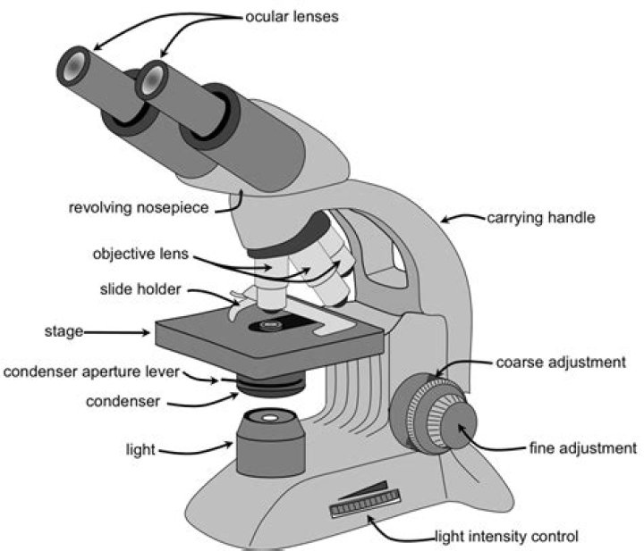 what is an ocular lens on a microscope
