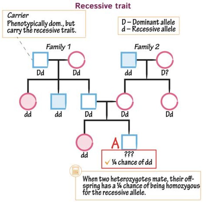 what is an recessive allele