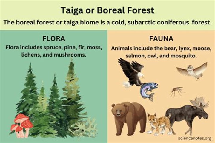 what is another name for boreal forest