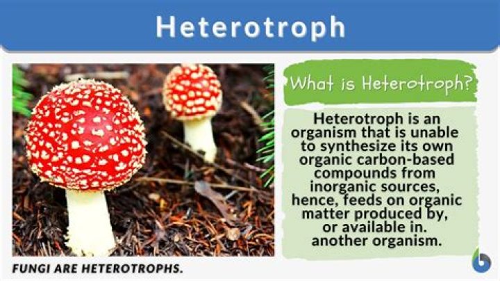 what is another word for heterotroph