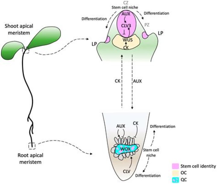 what is apical meristem - Lisbd-net.com