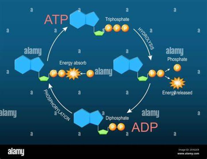 what is atp for dummies