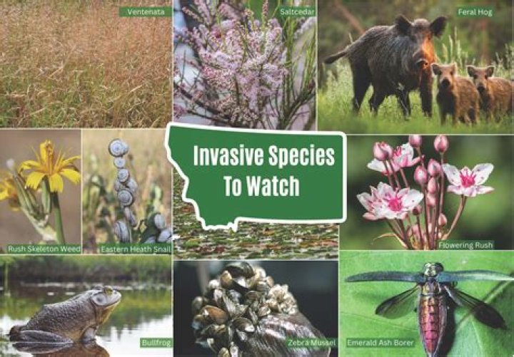 what is being done about invasive species