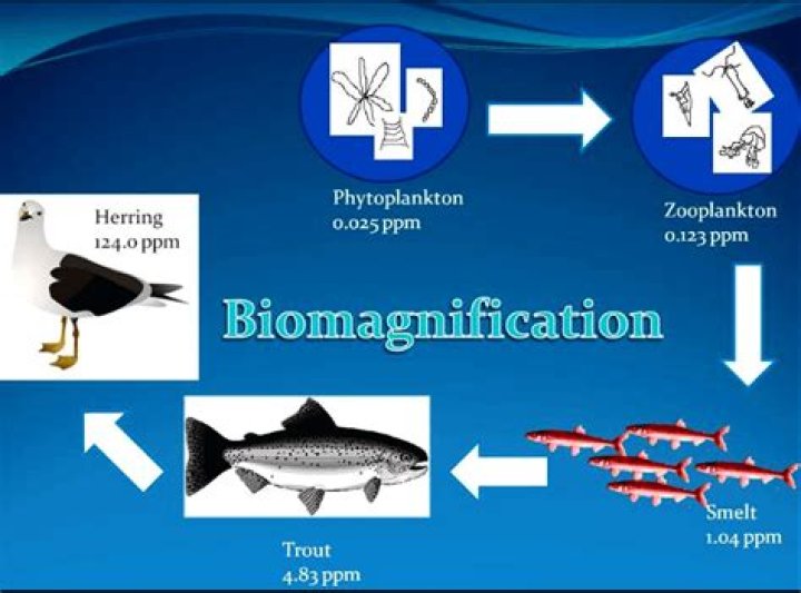 what is biomagnification in biology