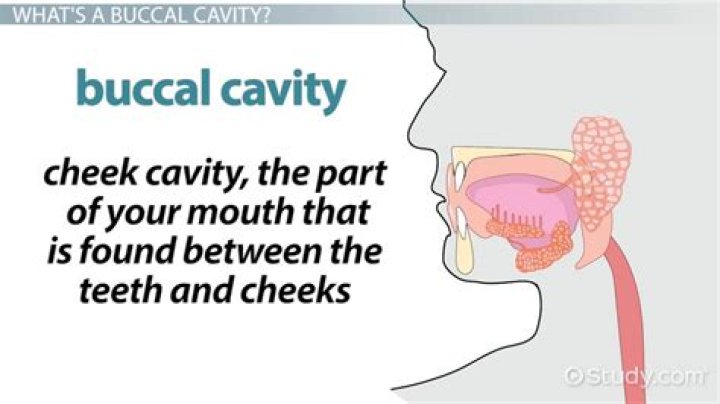 what is buccal cavity - Lisbd-net.com
