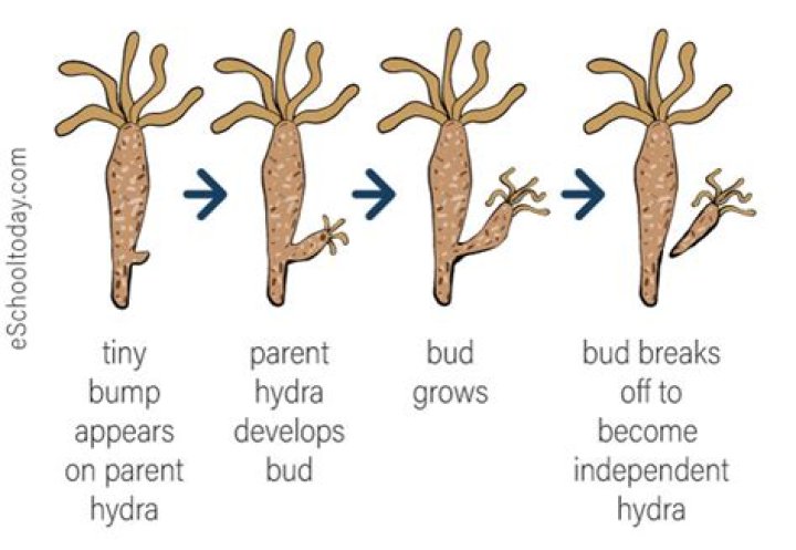 what is budding asexual reproduction