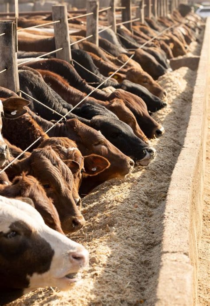 what is cattle farming - Lisbd-net.com