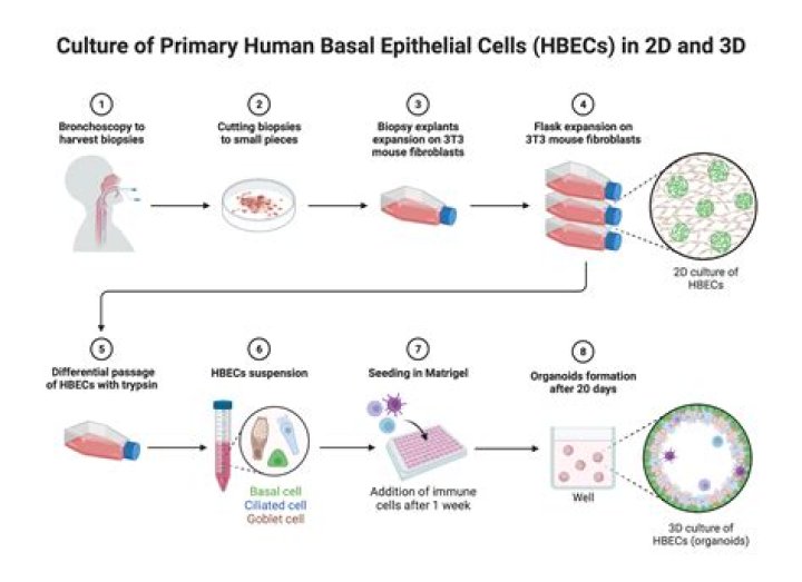 what is cell process - Lisbd-net.com