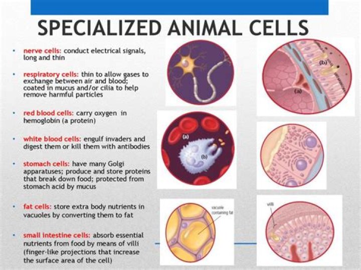 what is cell specialization in a multicellular organism?