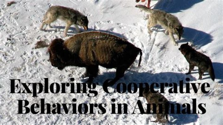 what is cooperative behavior in animals