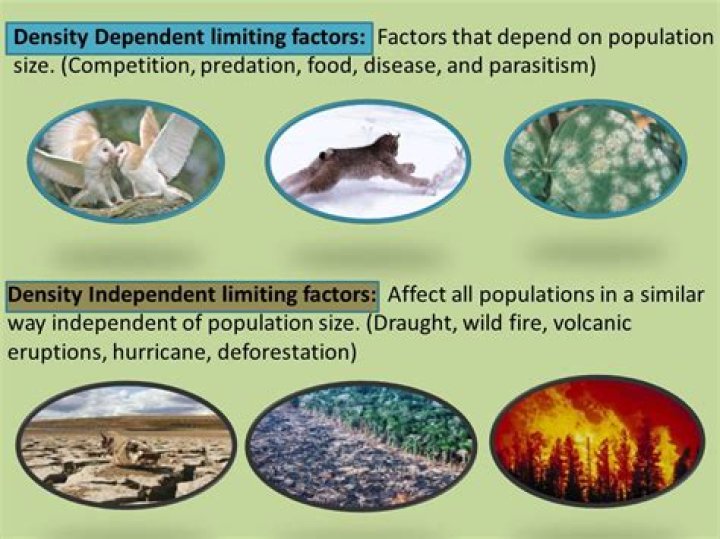 what is density dependent and density independent