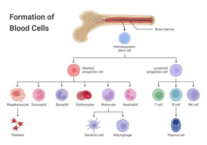 what is formed when cells of the same type join to perform a common task?