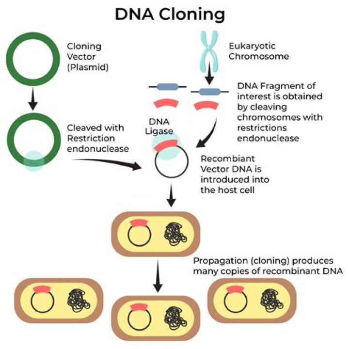 what is genetic cloning masteringbiology