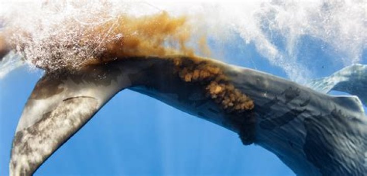 what is gum made out of whale blubber