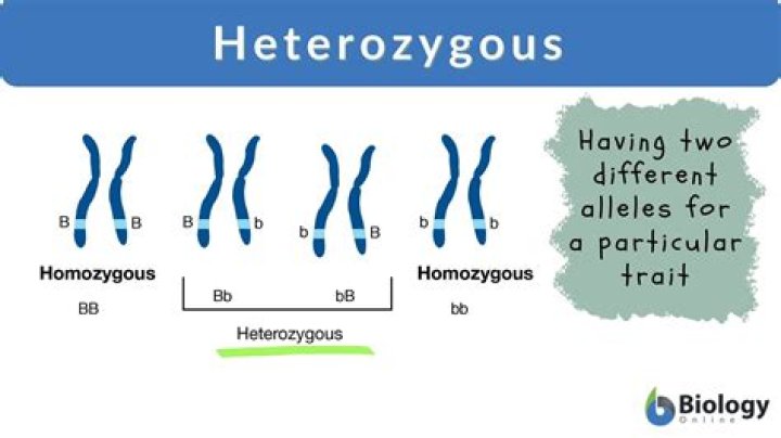 what is heterozygous in biology