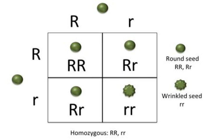 what is homozygous in biology