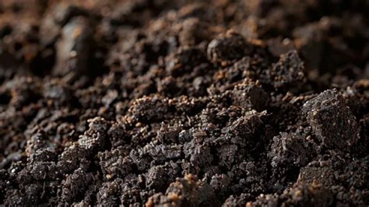 What Is Humus Rich Soil?