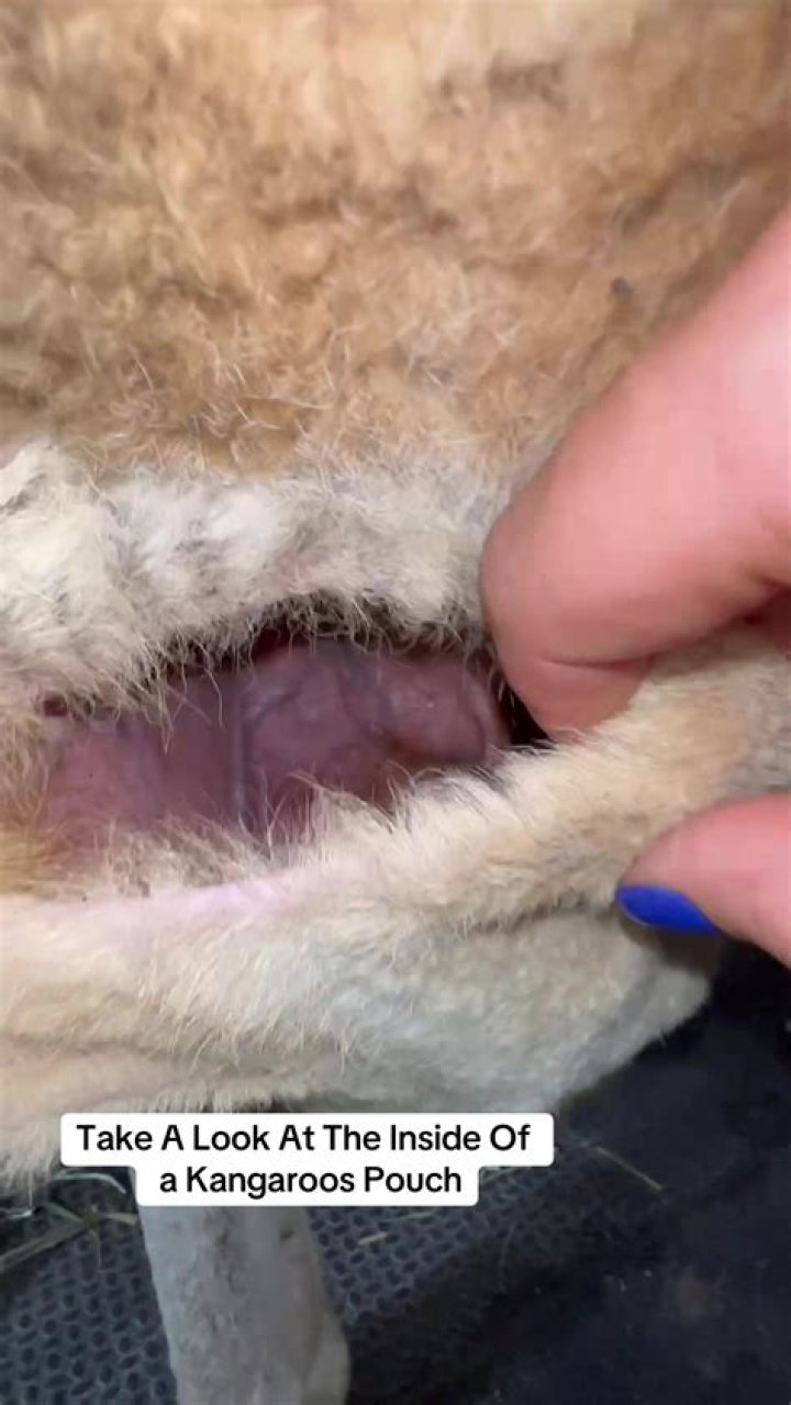 what is inside a kangaroo pouch