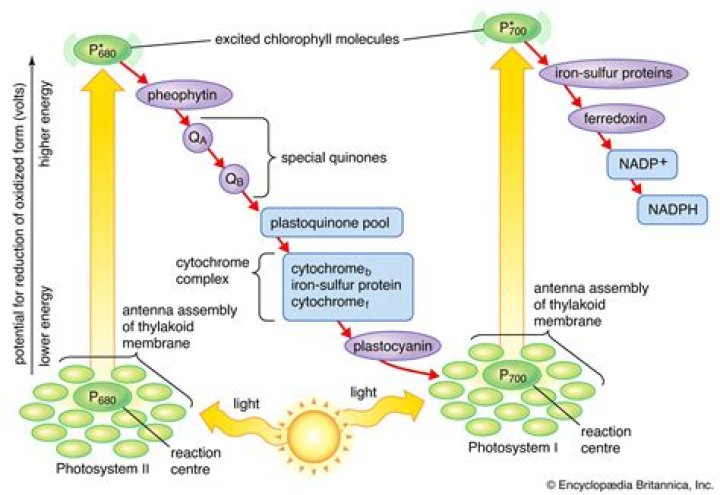 what is light reaction in photosynthesis