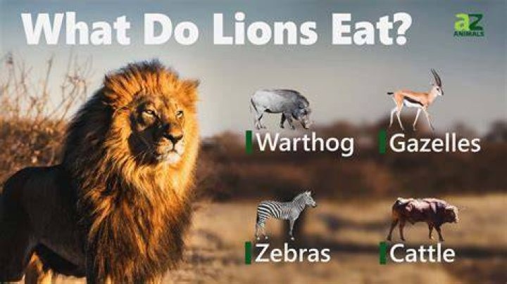 what is lions favorite food