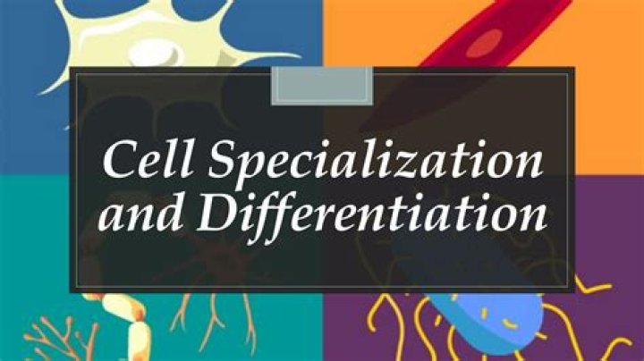 what is meant by cell specialization