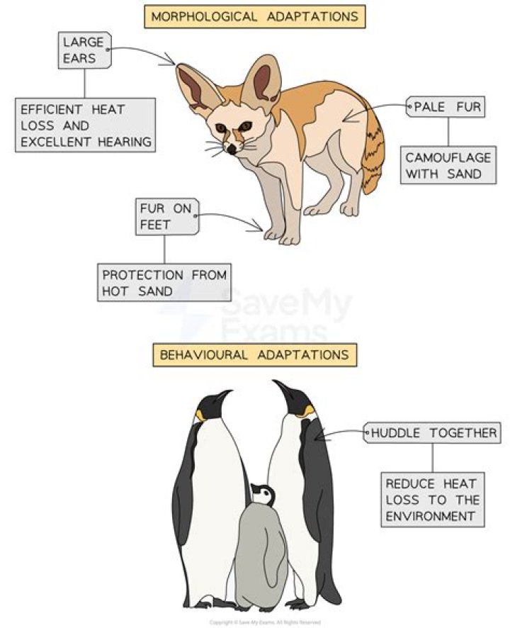 what is morphological adaptation - Lisbd-net.com