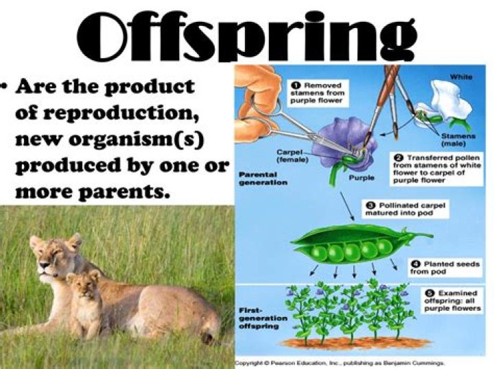 what is offspring in biology