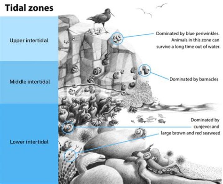 what is one characteristic of animals in the littoral zone?
