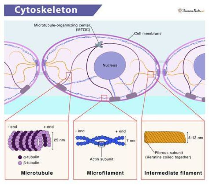 what is one function of the cytoskeleton in a eukaryotic cell?