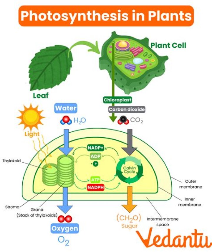 what is oxidized in the process of photosynthesis
