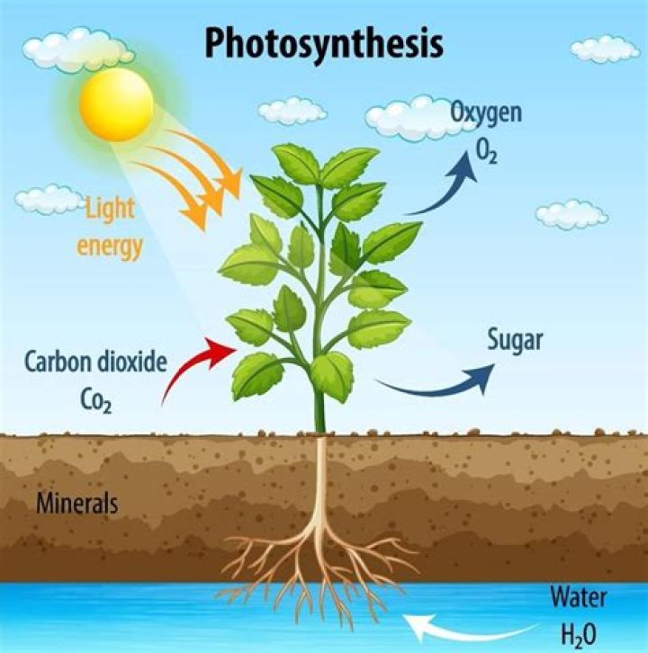 what is photosynthesis and why is it important