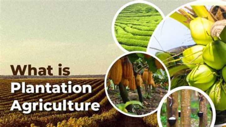 what is plantation crop - Lisbd-net.com