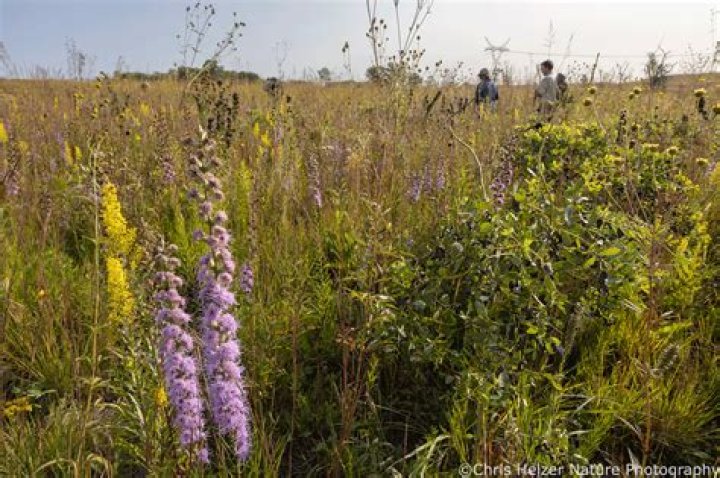 what is prairie grass - Lisbd-net.com
